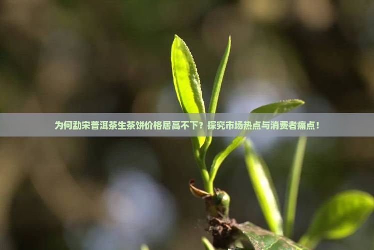 为何勐宋普洱茶生茶饼价格居高不下？探究市场热点与消费者痛点！