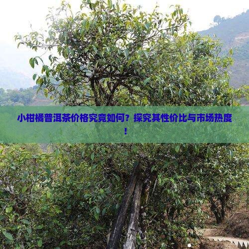 小柑橘普洱茶价格究竟如何？探究其性价比与市场热度！