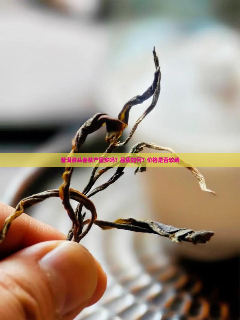 普洱茶头春茶产量多吗？品质如何？价格是否较缚
