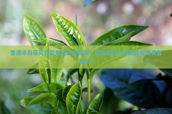 普洱冰岛茶究竟是生茶还是熟茶？深度解析市场热点与消费者痛点！
