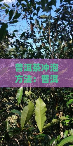 普洱茶冲泡方法：普洱茶的正确泡水指南
