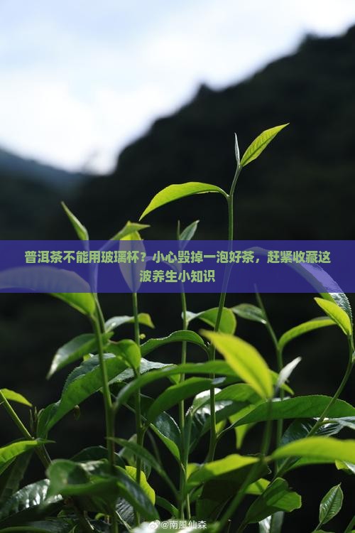 普洱茶不能用玻璃杯？小心毁掉一泡好茶，赶紧收藏这波养生小知识