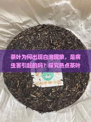 茶叶为何出现白泡现象，是病虫害引起的吗？探究热点茶叶病害解决之道！