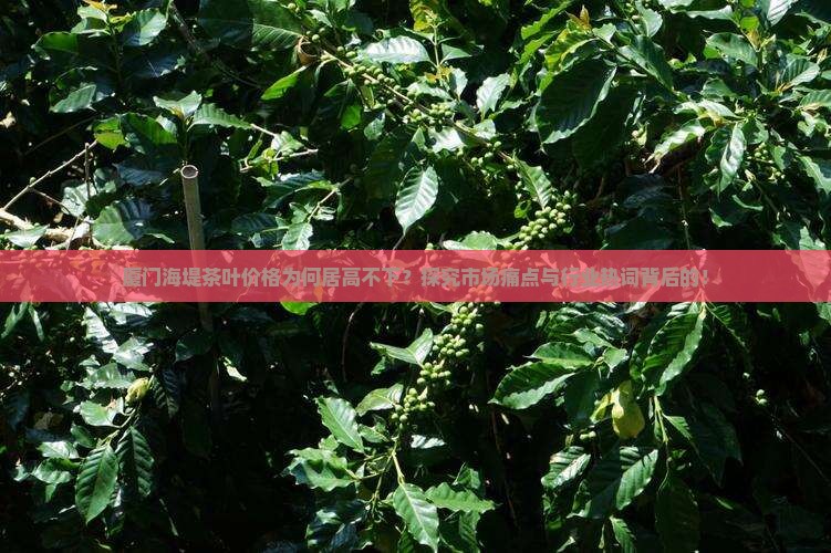 厦门海堤茶叶价格为何居高不下？探究市场痛点与行业热词背后的！