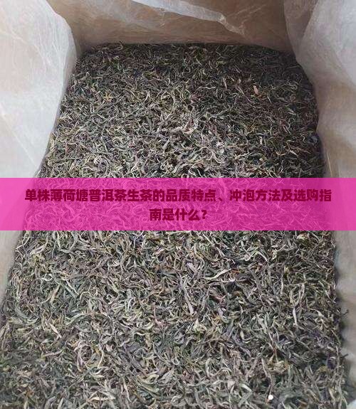 单株薄荷塘普洱茶生茶的品质特点、冲泡方法及选购指南是什么？