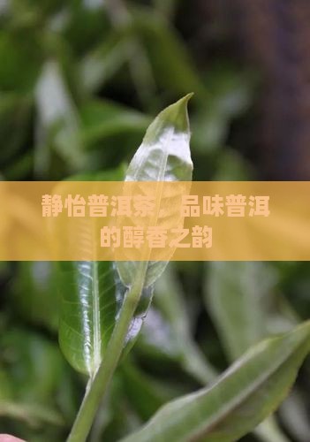 静怡普洱茶，品味普洱的醇香之韵
