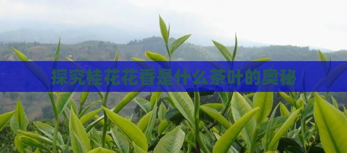 探究桂花花香是什么茶叶的奥秘