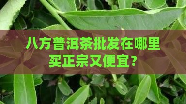 八方普洱茶批发在哪里买正宗又便宜？
