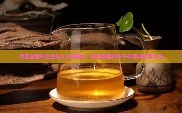 普洱茶里有虫虫怎么办能喝吗，普洱茶里有虫子有毒吗处理方法