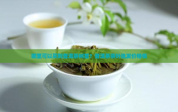 哪里可以买到普洱茶树苗？普洱茶茶叶批发价格低