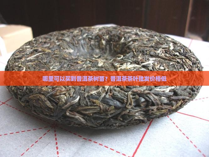 哪里可以买到普洱茶树苗？普洱茶茶叶批发价格低
