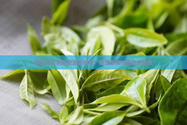 哪里可以买到普洱茶树苗？普洱茶茶叶批发价格低
