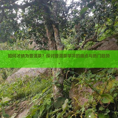 如何才纳为普洱茶？探讨普洱茶学习的痛点与热门趋势。