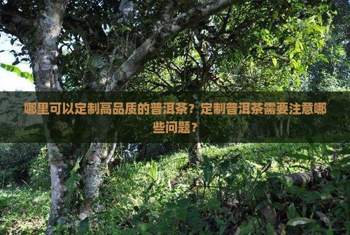 哪里可以定制高品质的普洱茶？定制普洱茶需要注意哪些问题？
