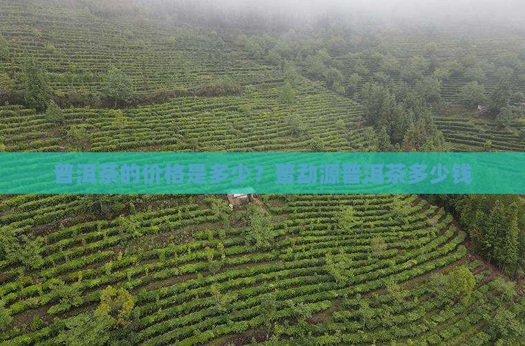 普洱茶的价格是多少？普勐源普洱茶多少钱