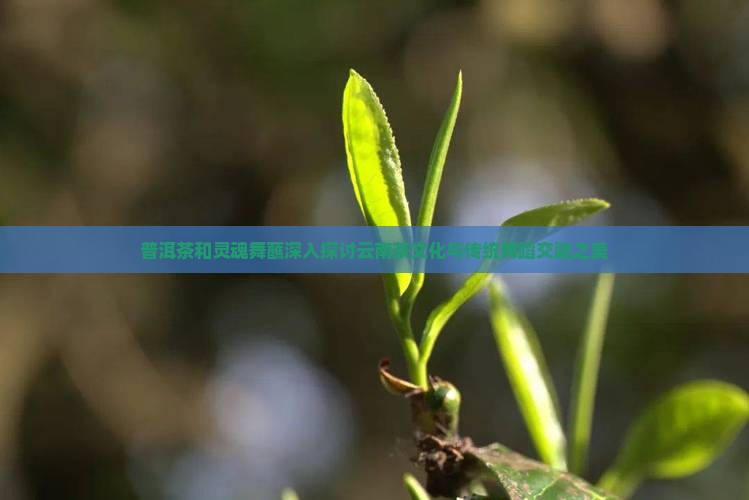 普洱茶和灵魂舞蘸深入探讨云南茶文化与传统舞蹈交融之美