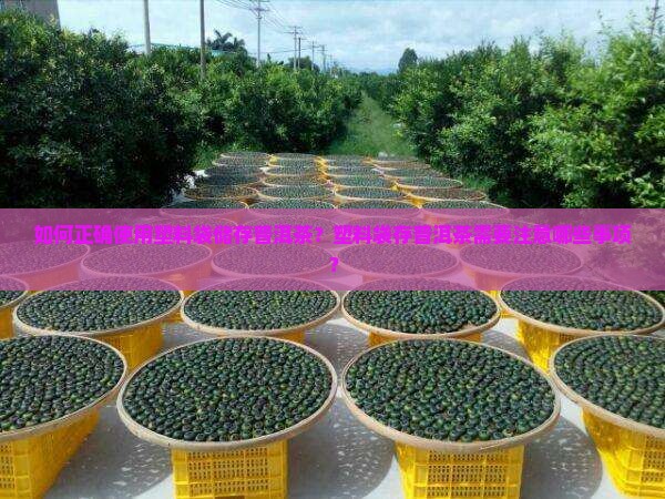 如何正确使用塑料袋储存普洱茶？塑料袋存普洱茶需要注意哪些事项？