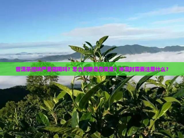 普洱茶结块严重能喝吗？怎么判断是否变质？冲泡时需要注意什么？