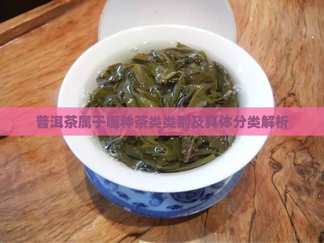 普洱茶属于哪种茶类类别及具体分类解析