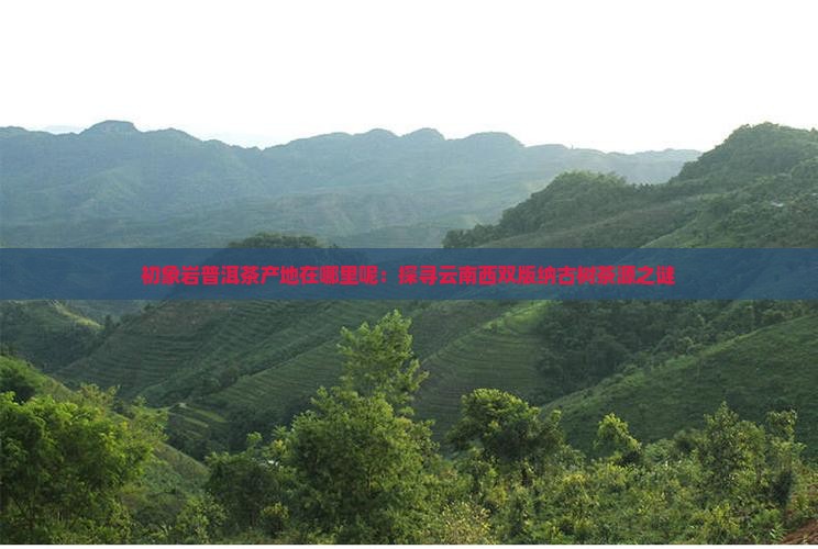 初象岩普洱茶产地在哪里呢：探寻云南西双版纳古树茶源之谜