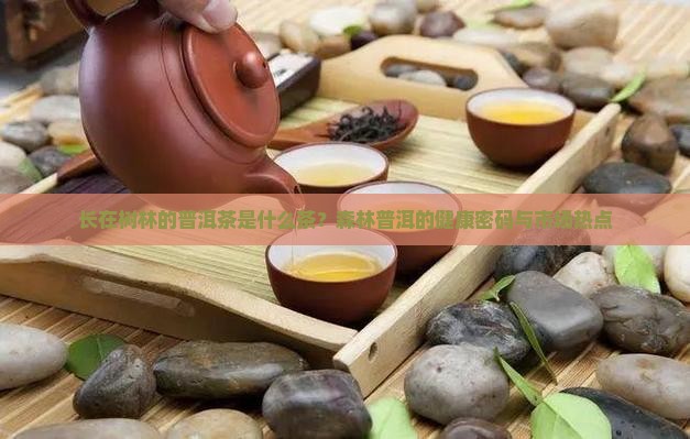 长在树林的普洱茶是什么茶？森林普洱的健康密码与市场热点