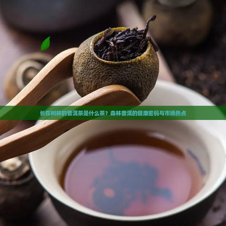 长在树林的普洱茶是什么茶？森林普洱的健康密码与市场热点