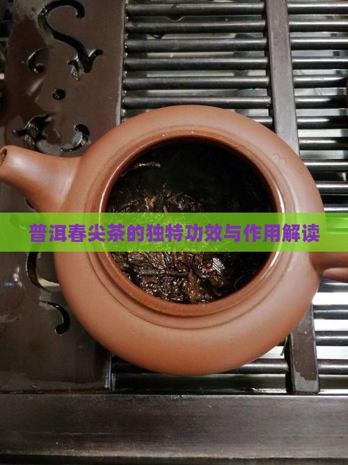 普洱春尖茶的独特功效与作用解读