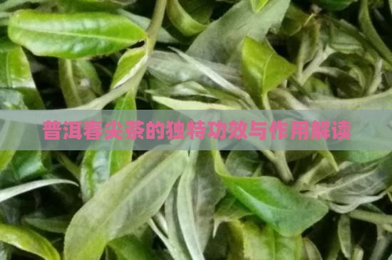 普洱春尖茶的独特功效与作用解读
