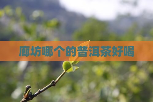 廊坊哪个的普洱茶好喝