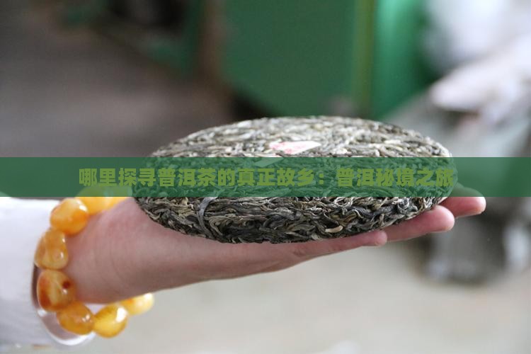 哪里探寻普洱茶的真正故乡：普洱秘境之旅