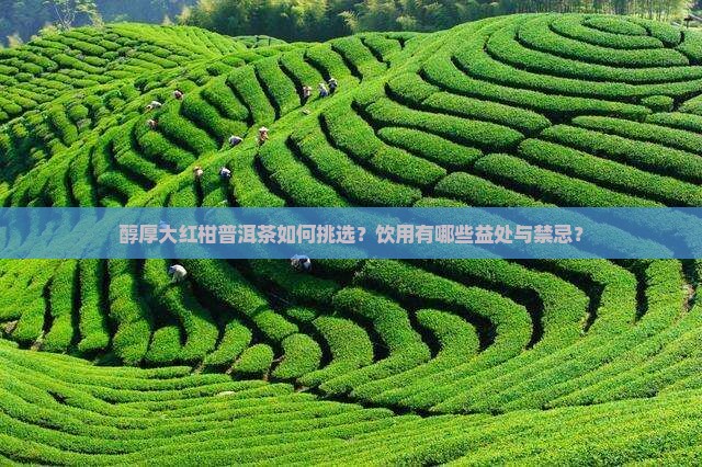 醇厚大红柑普洱茶如何挑选？饮用有哪些益处与禁忌？