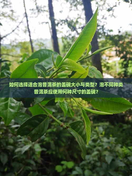 如何选择适合泡普洱茶的盖碗大小与类型？泡不同种类普洱茶应使用何种尺寸的盖碗？