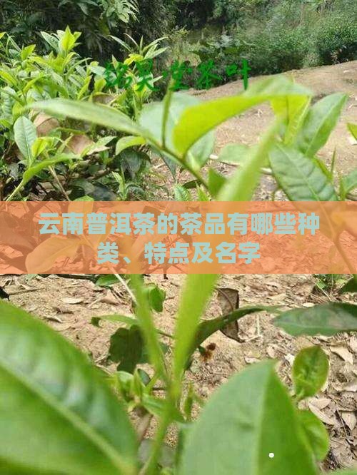 云南普洱茶的茶品有哪些种类、特点及名字