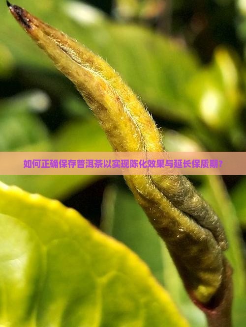如何正确保存普洱茶以实现陈化效果与延长保质期？