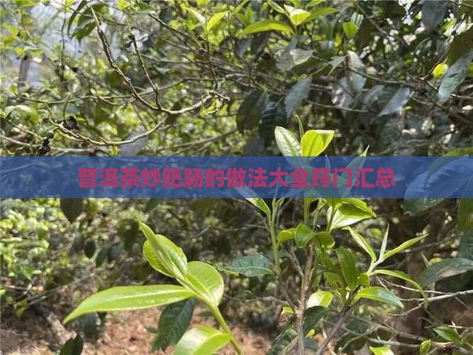 普洱茶炒肥肠的做法大全窍门汇总