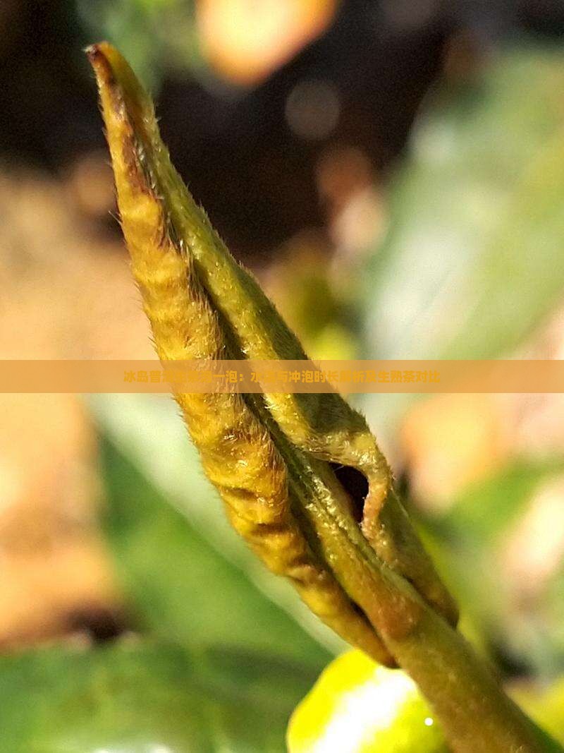 冰岛普洱生茶泡一泡：水温与冲泡时长解析及生熟茶对比