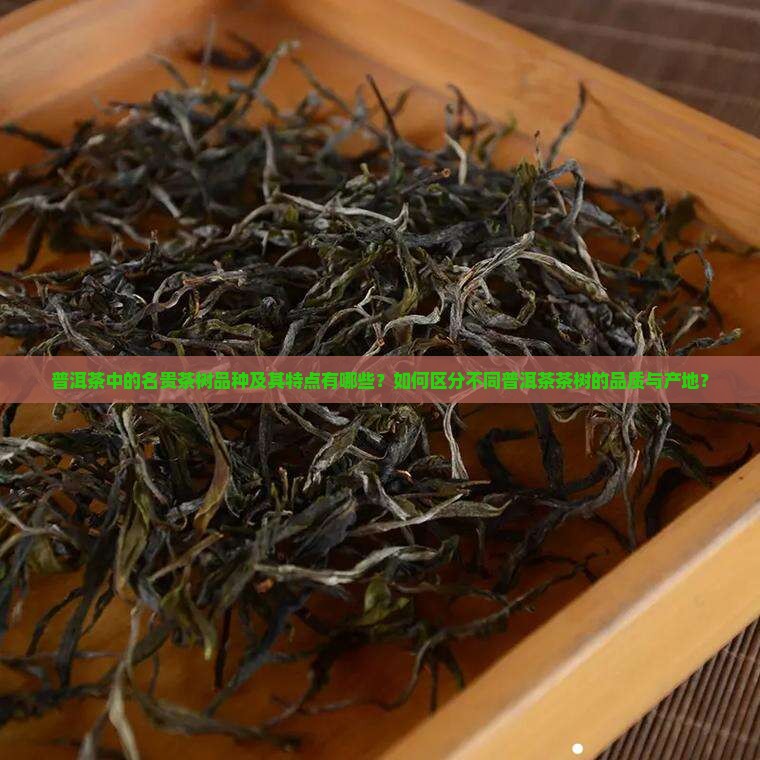 普洱茶中的名贵茶树品种及其特点有哪些？如何区分不同普洱茶茶树的品质与产地？
