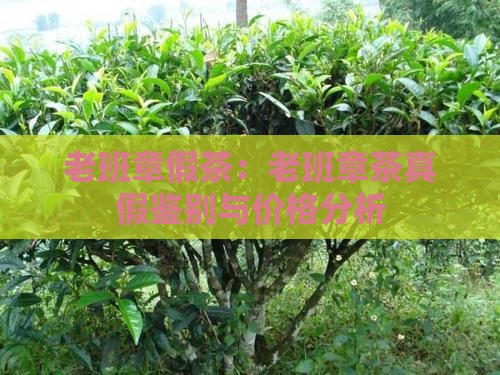 老班章假茶：老班章茶真假鉴别与价格分析