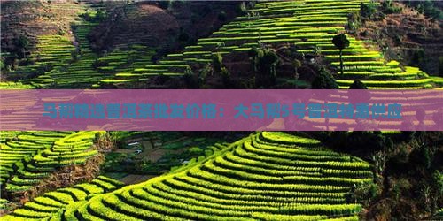 马帮精选普洱茶批发价格：大马帮5号普洱特惠供应