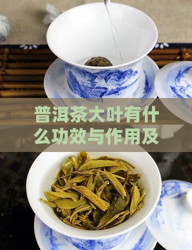 普洱茶大叶有什么功效与作用及禁忌好处一览