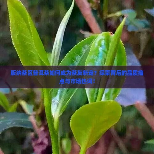 版纳茶区普洱茶如何成为茶友新宠？探索背后的品质痛点与市场热词！