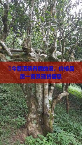 褔今普洱茶有假的没，价格品质一览及现货信息