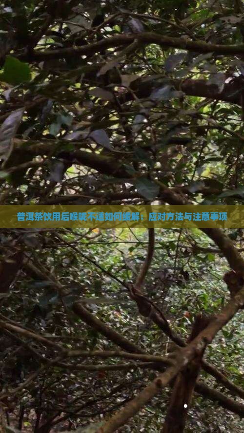 普洱茶饮用后喉咙不适如何缓解：应对方法与注意事项
