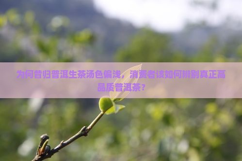 为何昔归普洱生茶汤色偏浅，消费者该如何辨别真正高品质普洱茶？