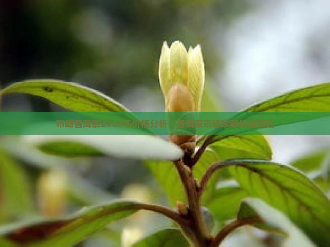 布朗普洱茶2003年价格分析：普洱茶市场珍藏价值探究