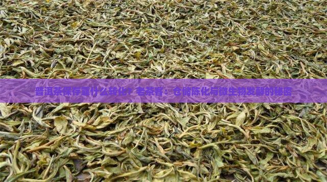 普洱茶保存靠什么转化？老茶客：仓储陈化与微生物发酵的秘密