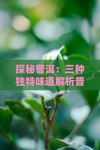 探秘普洱：三种独特味道解析普洱茶的魅力