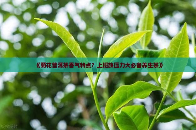 《菊花普洱茶香气特点？上班族压力大必备养生茶》