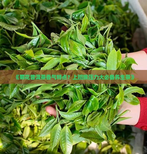 《菊花普洱茶香气特点？上班族压力大必备养生茶》