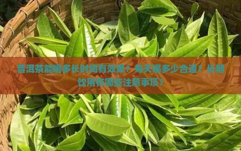 普洱茶能喝多长时间有效果？每天喝多少合适？长期饮用有哪些注意事项？